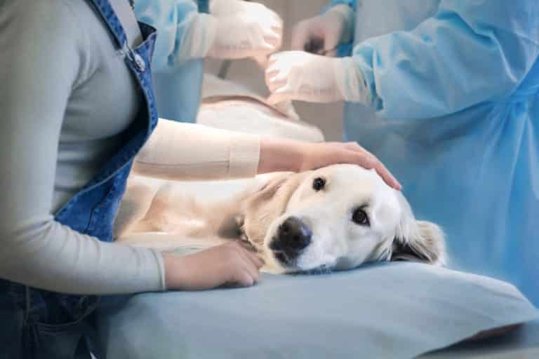 Tier-OP-Versicherung für Hunde und Katzen - AdobeStock 106825488