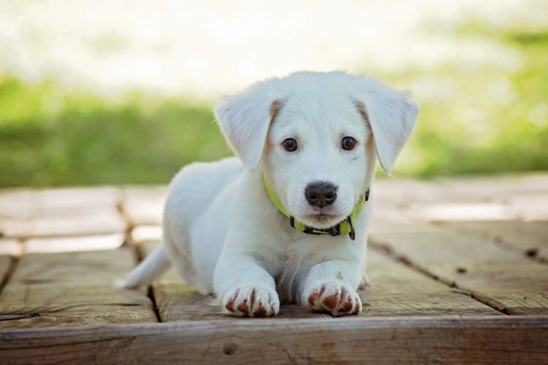 Was bei der Auswahl einer Hundehaftpflichtversicherung beachtet werden muss - puppy 1903313 1920